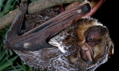 A hoary bat clings to a the underside of a branch