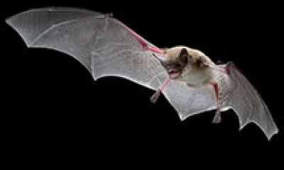 a flying little brown bat