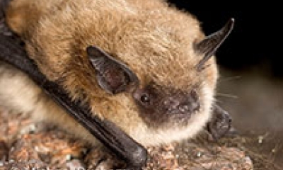 a yuma myotis bat