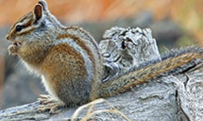 An Allen's chipmunk sits on its hind feet with its front paws raised to its mouth