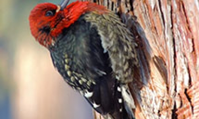 A red-breasted sapsucker stands on a tree trunk. The body is dark and the head and chest are bright red.