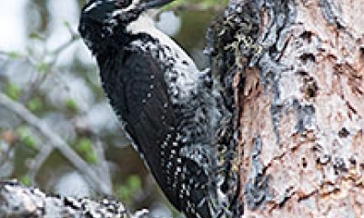 A three toed woodpecker stands on a tree trunk. The bird is black on the back and white under the belly and chin.