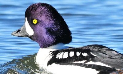 a Barrow's Goldeneye swims by. It's body is black and white and it has a deep purple head and a bright yellow eye