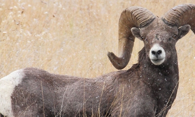 a bighorn sheep ram stands among tall, brown grass