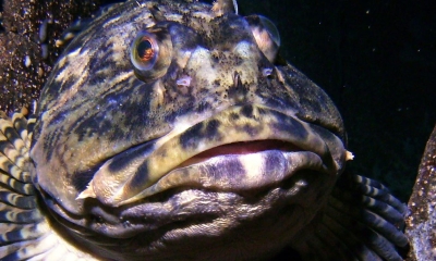 a cabezon fish pokes its head out from between large rocks