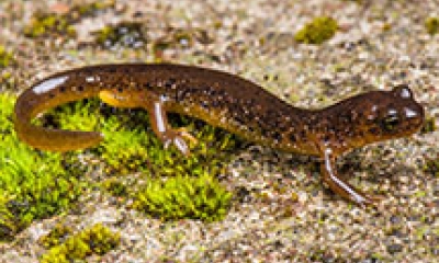 A cascade torrent salamander walks across a moss covered log. The salamander is reddish brown with a golden belly.