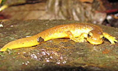 A Columbia torrent salamander walks across a slick rock. The salamander is bright yellow, slightly darker on the back than sides and belly.