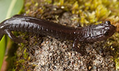 A Del Norte salamander walks across moss covered bark. The Salamander is small and black.