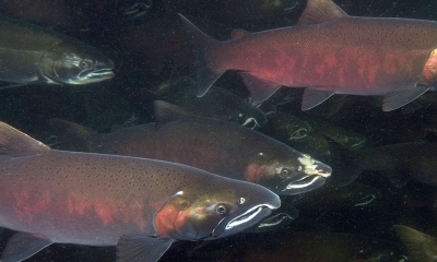 Favorite warmwater fishing rigs  Oregon Department of Fish & Wildlife