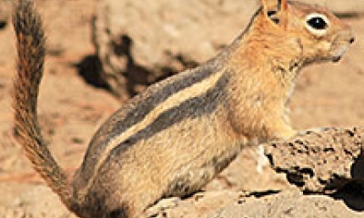 A ground squirrel stands on rocky substrate