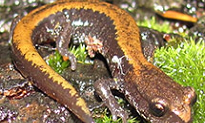 A Larch Mountain salamander stands on a moss covered log. The salamander is brown with an orange stripe running down it's back from the base of the neck to the tip of the tail.