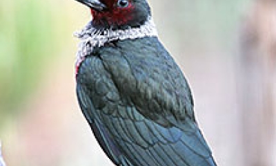 A Lewis' woodpecker. It is a dark green color with a white ruff around the neck and a dark red face
