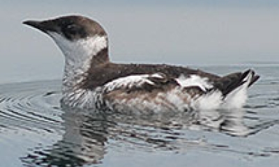 Marbled Murrelet | Oregon Department Of Fish & Wildlife