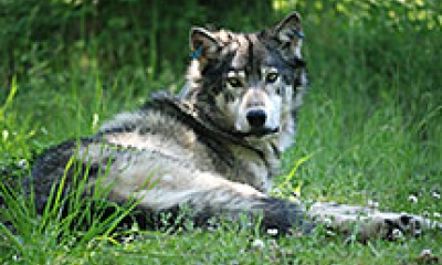 A wolf named OR 14 lays in tall, green grass