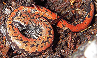 An Oregon slender salamander is curled up on the ground. The salamander is mostly red with some brown markings on it's back and sides. 