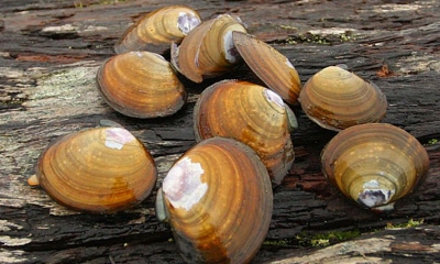 a cluster of purple varnish clams are laid out on a wet log