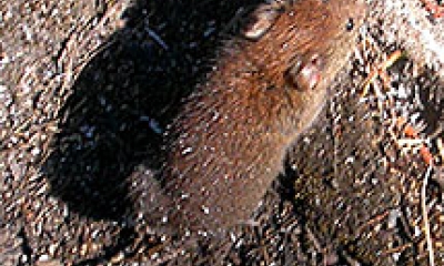 a red-backed  vole climbs out of a shallow hole in the ground. The animal is reddish-brown.