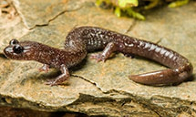 A Siskiyou Mountain salamander stands on a flat rock. The Salamander is a brown color with large dark eyes.