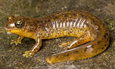 A southern torrent salamander sits on a rock. The salamander is golden on top, yellow underneath, and has black speckles on the body.