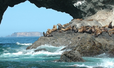 A group of stellar sea lions sit on a rocky outcropping at Orford reef