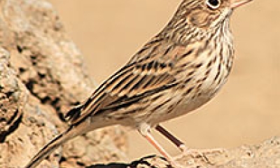 a vesper sparrow