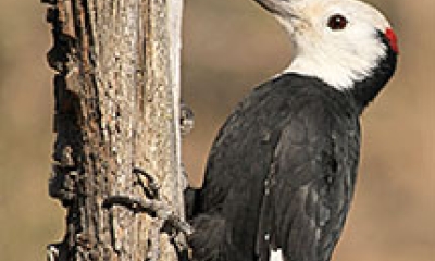 A hairy wood pecker stands on a tree trunk. The bird has a black body with a white head and white stripe on each wing. It also has a tiny red spot on the top of its head.