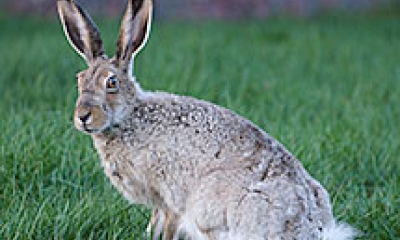 A white-tailed jackrabbit sits in lush grass. Its ears are smaller than the black-tailed jackrabbit's but still large compared to a normal rabbit.