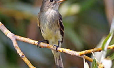 A willow flycatcher sits on a branch. The bird is light gray on the chest, yellow on the belly, and has a brown-gray head. The wings are darker.