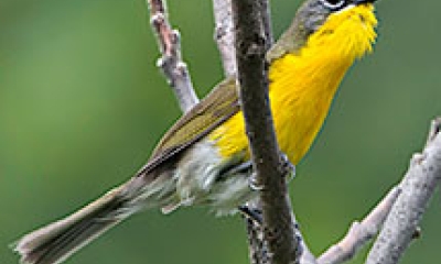 a yellow-breasted chat