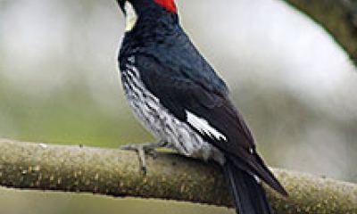 An acorn woodpecker sits on a tree branch. The bird is black on the back, white with black markings on the belly and has a red capped head.