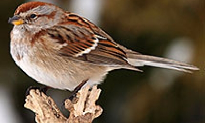 an American tree sparrow