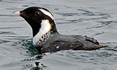 An ancient murrelet swims in the water. Its head and face are black with white markings on the neck and back of the head. The bird's back is a dark gray color.