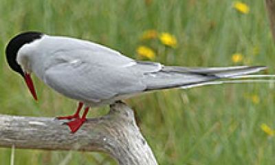 An artic tern stands on a light gray branch of what appears to be drift wood. The bird is light gray on the body, black on the top of the head, white across the eyes, with orange-red beak and feet.
