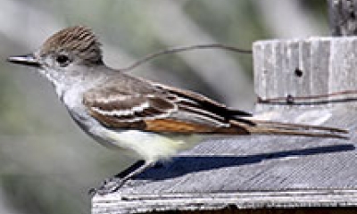 An ash throated flycatcher sits on top of a wooden bird house