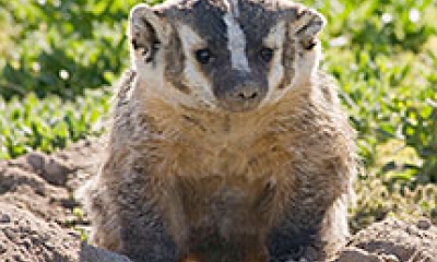 A badger looks up at the camera from a mound of dirt it has been digging in