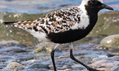 a black-bellied plover