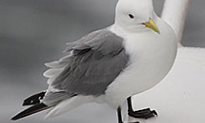 A kittiwake bird that looks like a cross between a pigeon and a seagull stands on the edge of a perch. There appears to be water blurred out in the background.