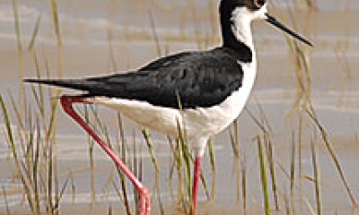 a black-necked stilt shorebird