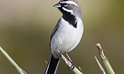 a black-throated sparrow. The bird is gray with a white belly, white stripes around the face, and a black throat.