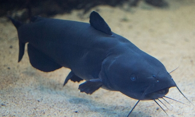 baby bullhead catfish