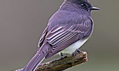 A black phoebe bird sits on a branch. The bird is dark purple on the back, with a black beak and white belly.