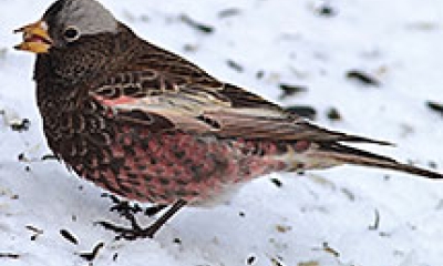 a black rosy finch stands on snow-covered ground