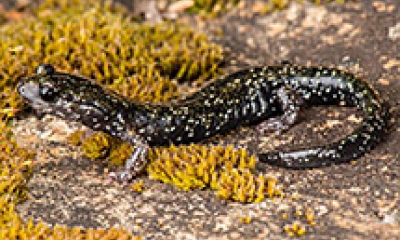 A black salamander. It is black with tiny yellow speckles all over its body and tail.