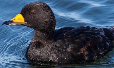 A black scoter swims in the water. The duck is completely black except the base of the bill is yellow