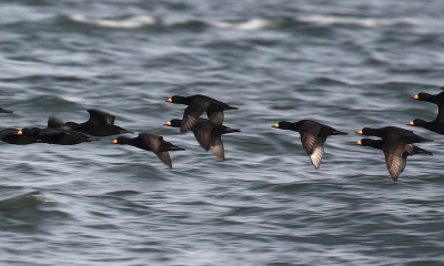 A flock of black scoters fly over the sea
