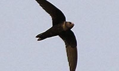 a black swift flies through the air