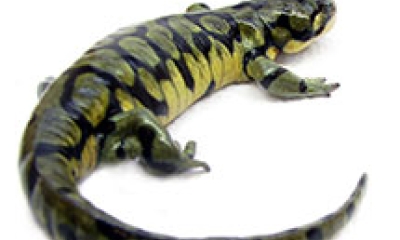 Blotched tiger salamander against white backdrop