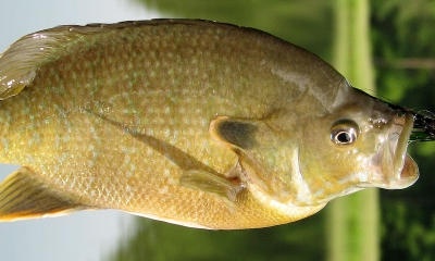 A bluegill fish dangles from a hook. The fish is greenish-brown.
