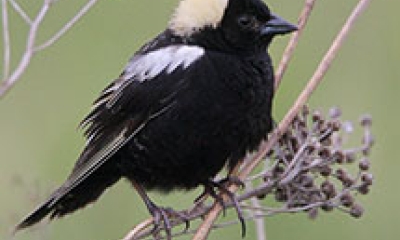 a male bobolink bird. It is all black except for a white stripe at the top of the wing and a pale blonde spot on the back of the head.
