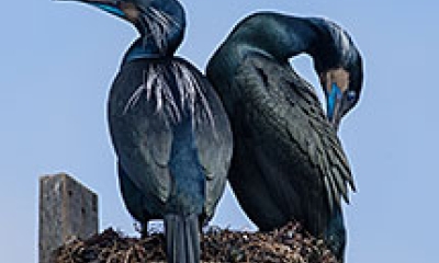 two brandts cormorants perch on a wooden post. The birds are mostly black with some whisps of white feathers and blue on their chins and eyelids.